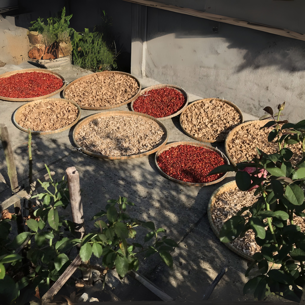 Combo 6 hũ gia vị tự nhiên từ vườn- Tiệm Một Cái Cây - Ảnh 6