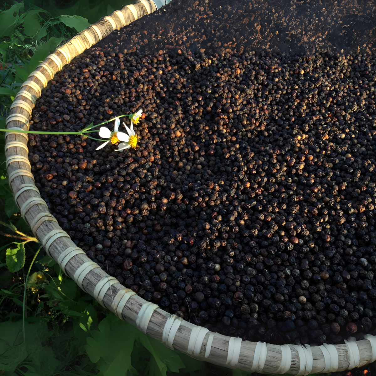 Combo 6 hũ gia vị tự nhiên từ vườn- Tiệm Một Cái Cây - Ảnh 10